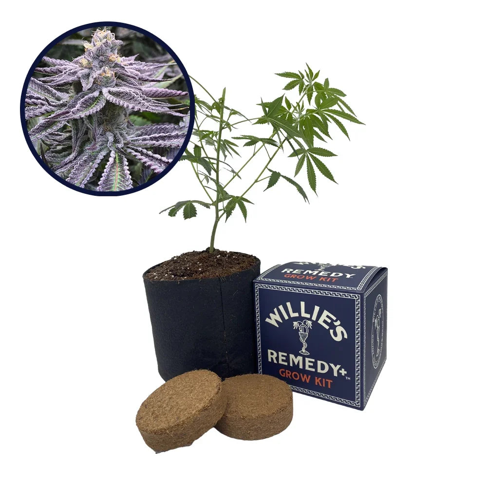 Purple Punch Strain Grow Kit