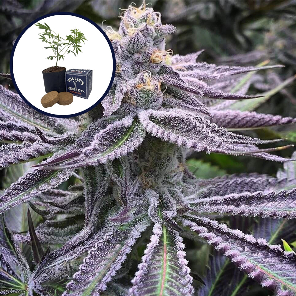 Purple Punch Grow Kit