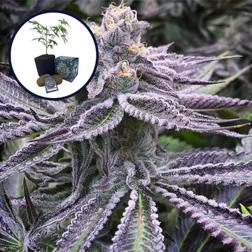 Purple Punch High Yield Grow Kit