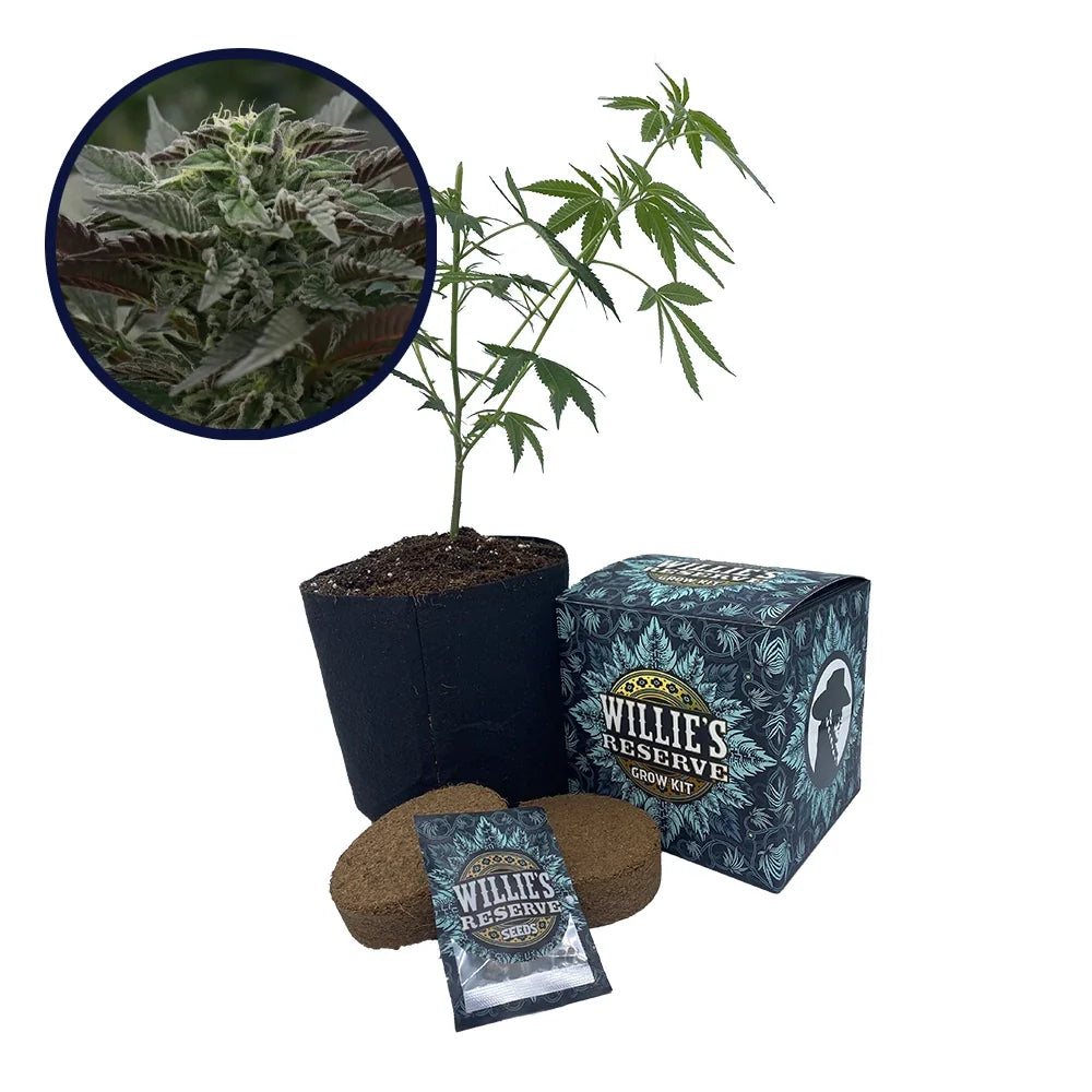 Purple Urkle Strain High Yield Grow Kit