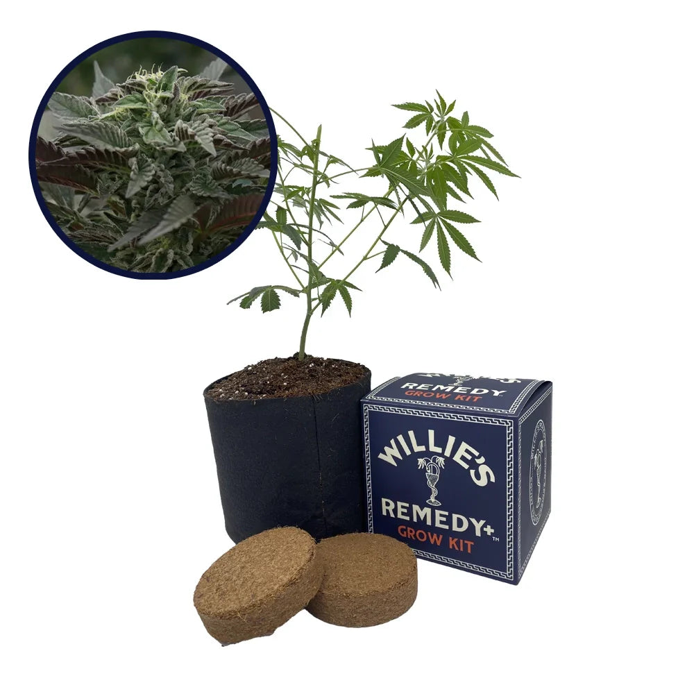 Purple Urkle Strain Grow Kit