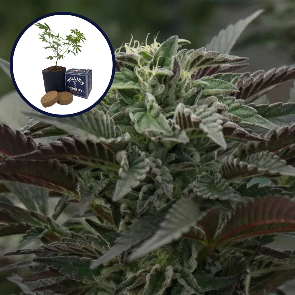 Purple Urkle Grow Kit