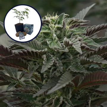 Purple Urkle High Yield Grow Kit