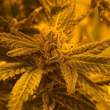 Quantum Kush Auto