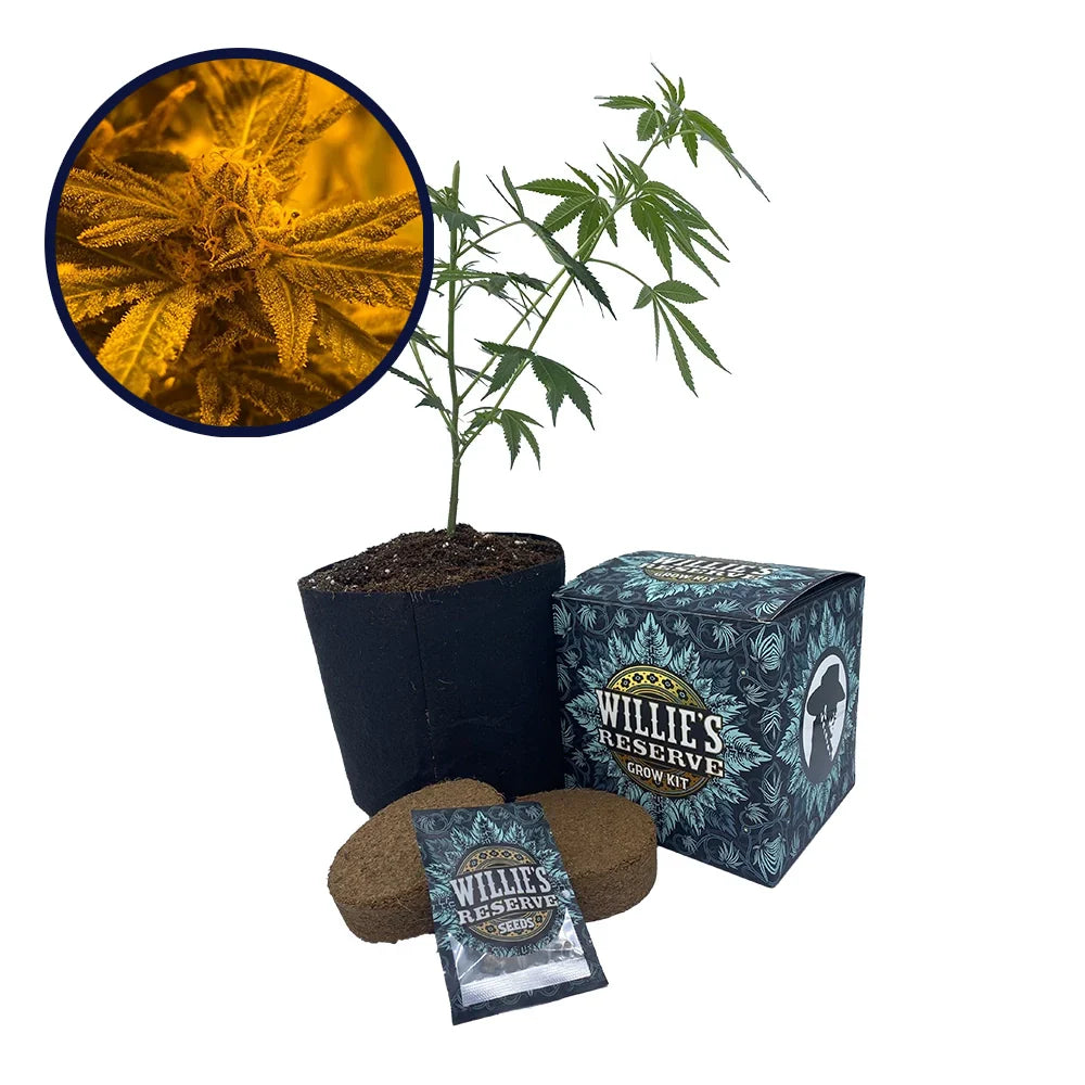 Quantum Kush Strain High Yield Grow Kit