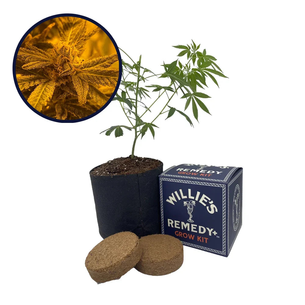 Quantum Kush Strain Grow Kit