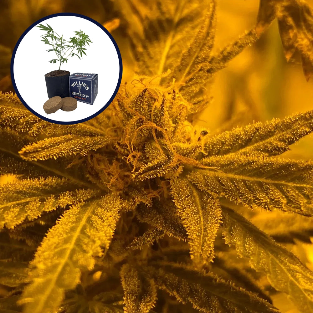 Quantum Kush Grow Kit
