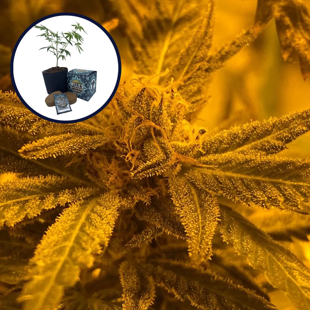 Quantum Kush High Yield Grow Kit