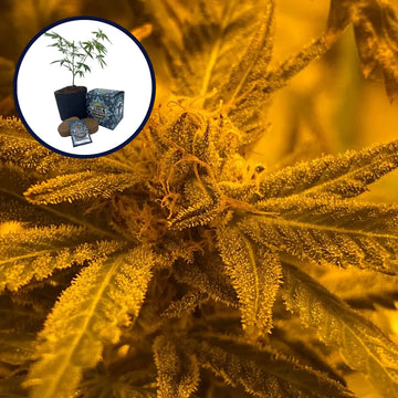 Quantum Kush High Yield Grow Kit