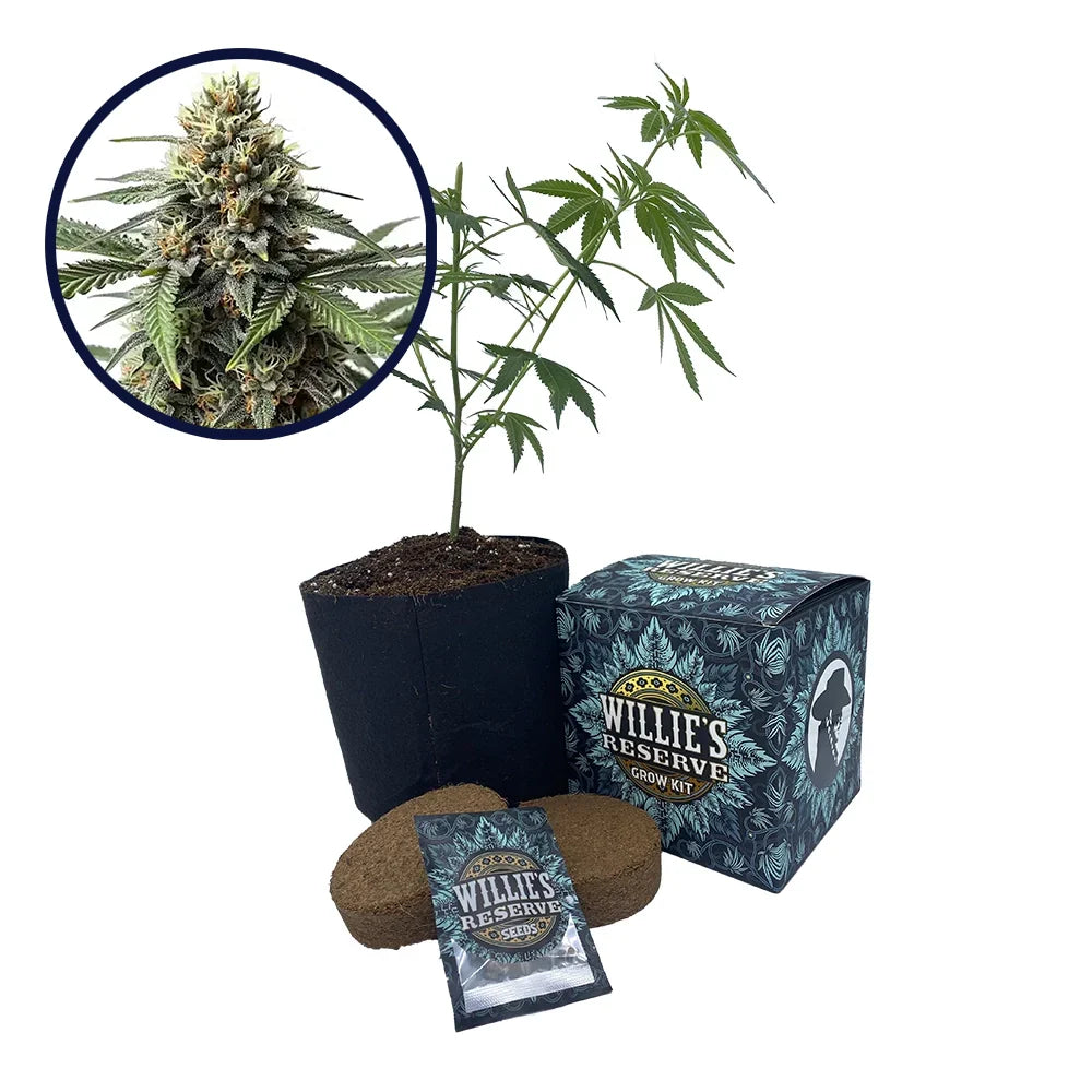 Queen Bee Strain High Yield Grow Kit