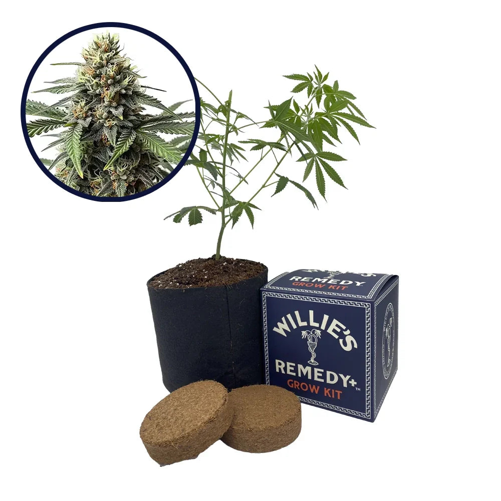 Queen Bee Strain Grow Kit