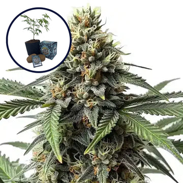 Queen Bee High Yield Grow Kit