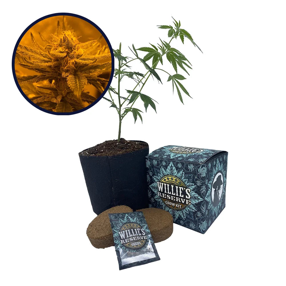 Rainbow Belts Strain High Yield Grow Kit