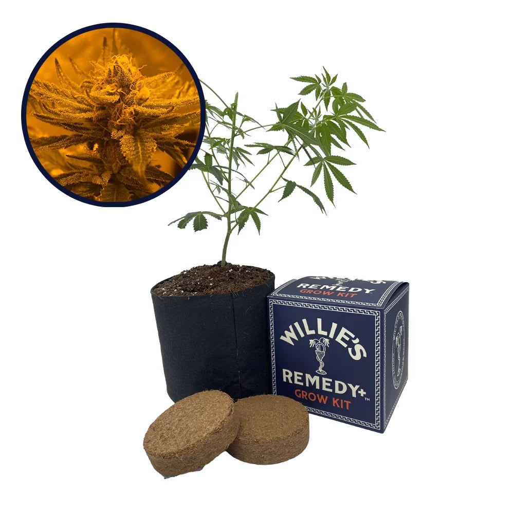 Rainbow Belts Strain Grow Kit