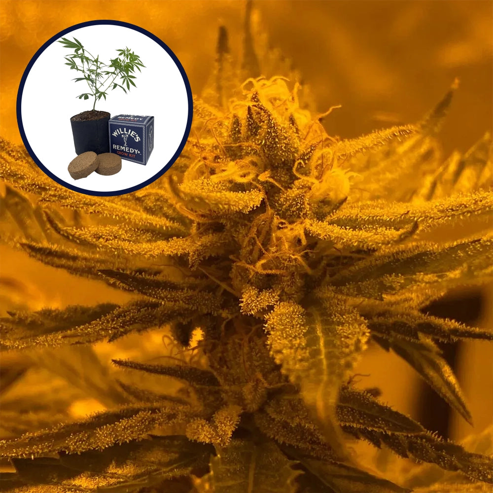 Rainbow Belts Grow Kit