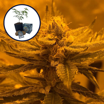 Rainbow Belts High Yield Grow Kit