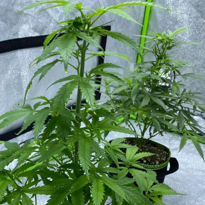 Red Dragon Auto
