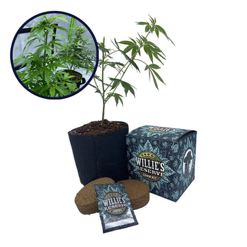 Red Dragon Strain High Yield Grow Kit