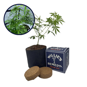 Red Dragon Strain Grow Kit