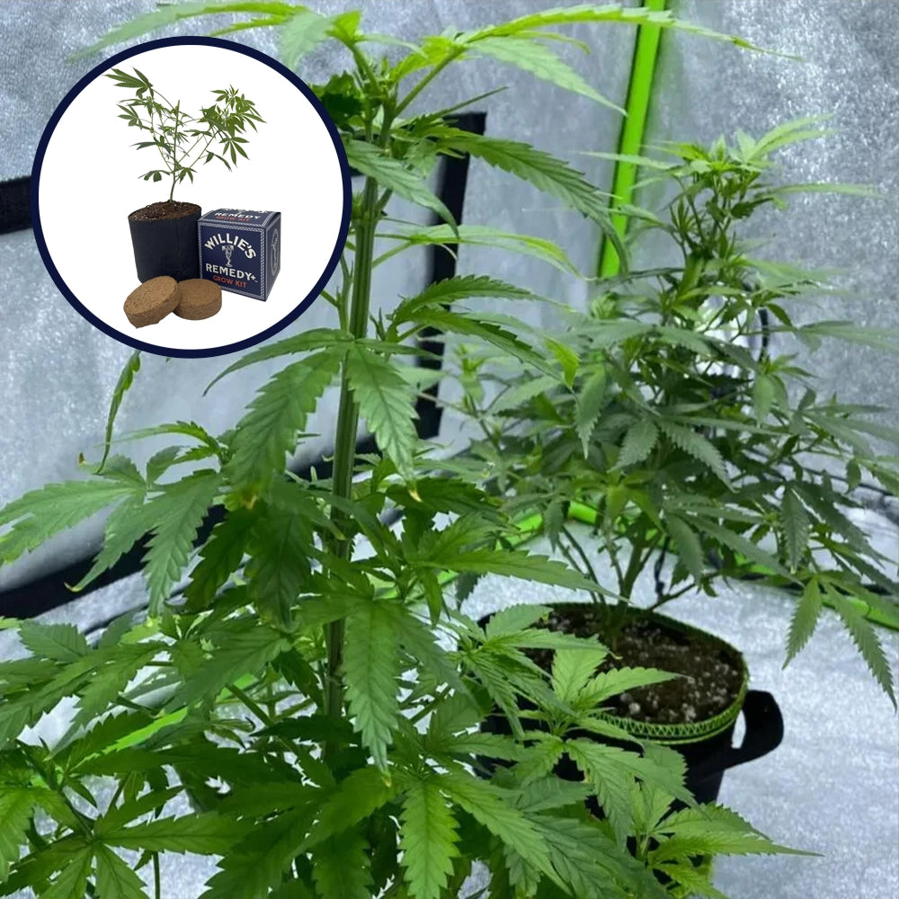 Red Dragon Grow Kit