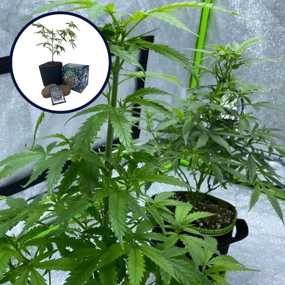 Red Dragon High Yield Grow Kit