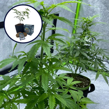 Red Dragon High Yield Grow Kit