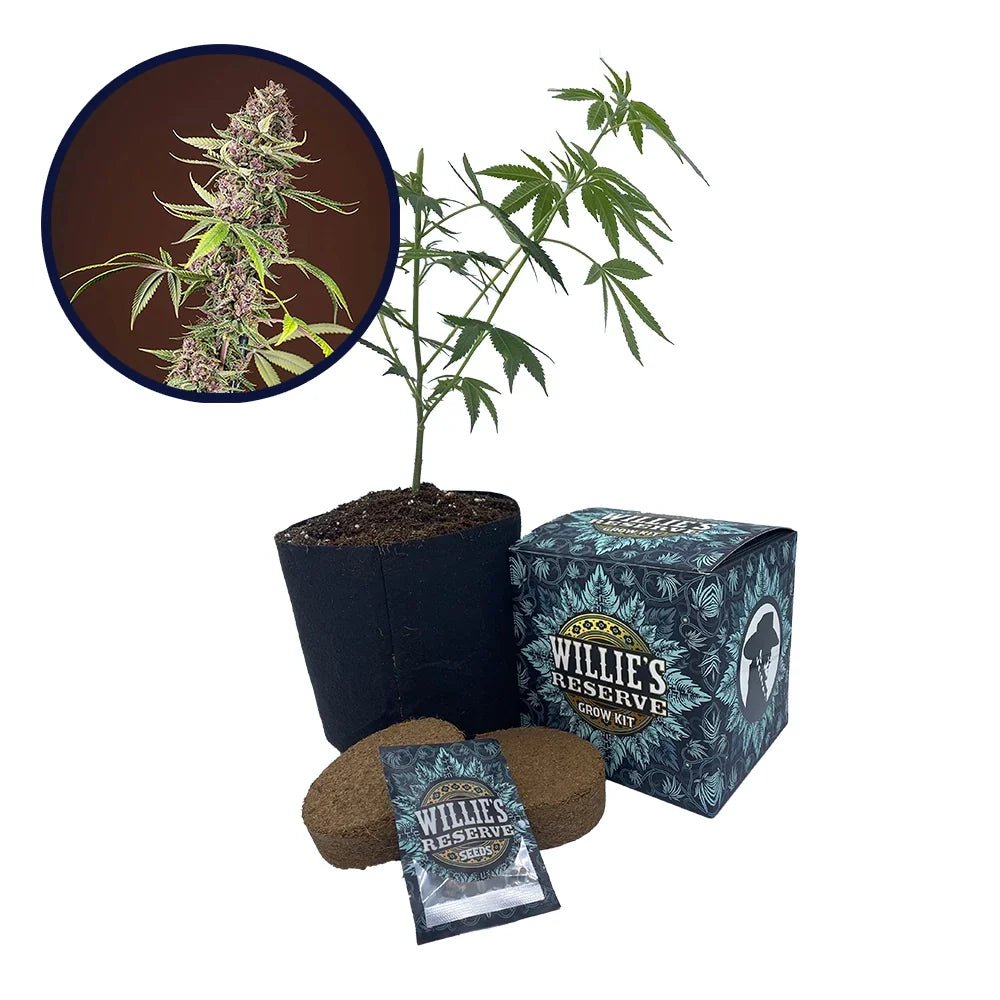 Red Mandarine Strain High Yield Grow Kit