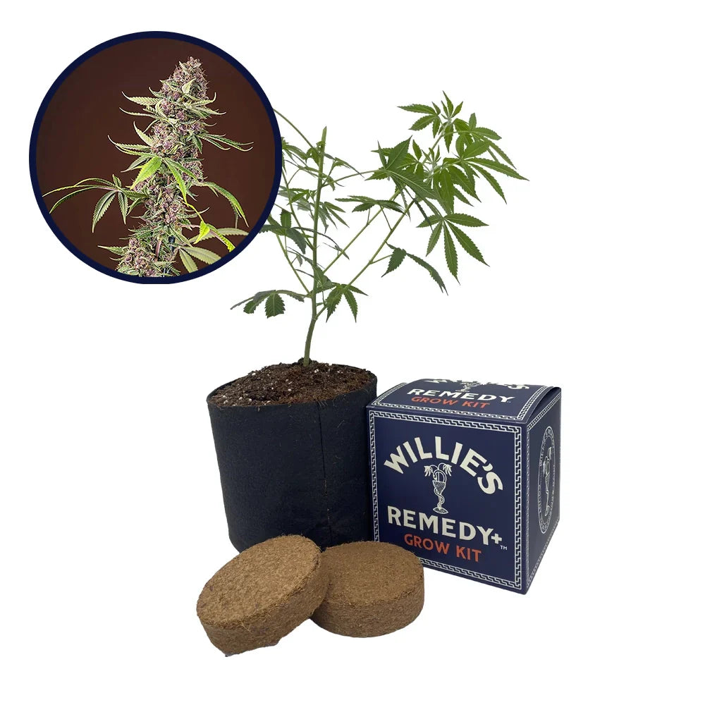 Red Mandarine Strain Grow Kit
