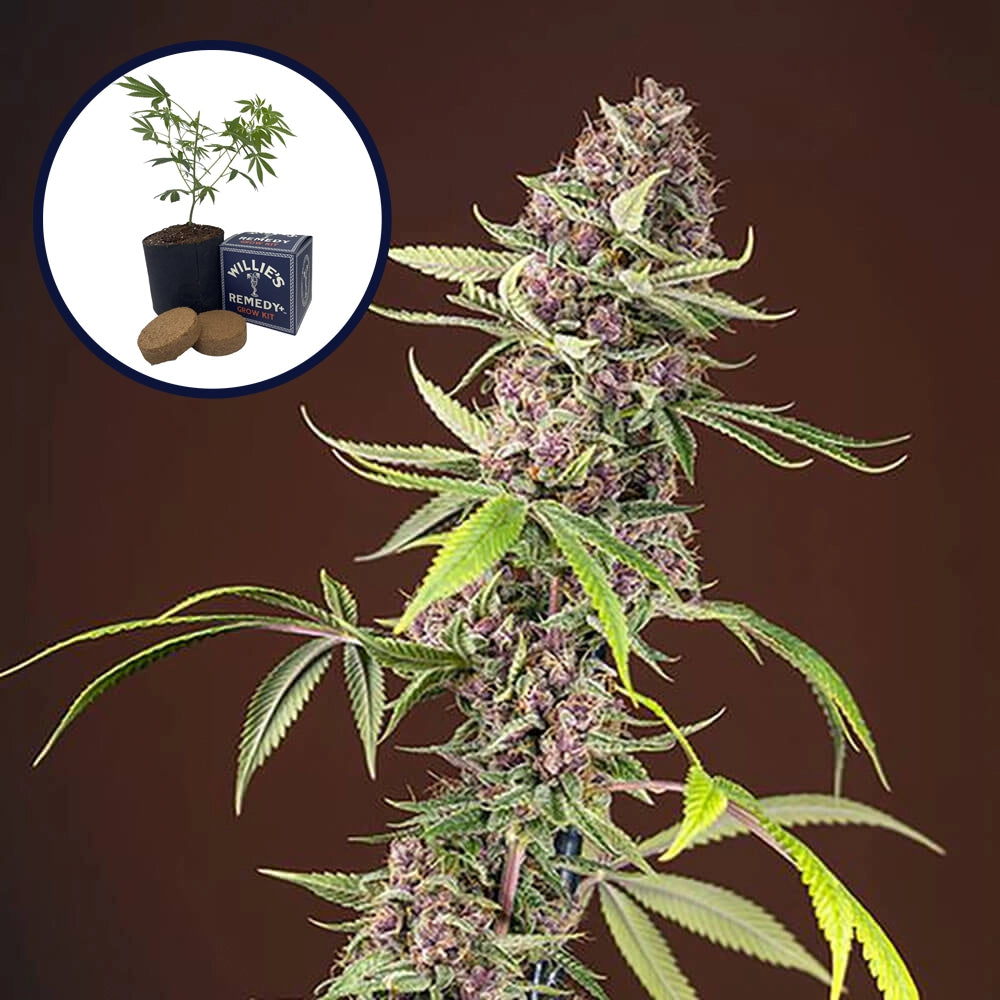 Red Mandarine Grow Kit