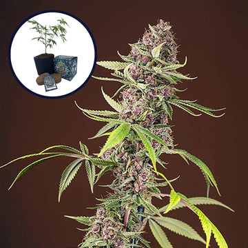 Red Mandarine High Yield Grow Kit