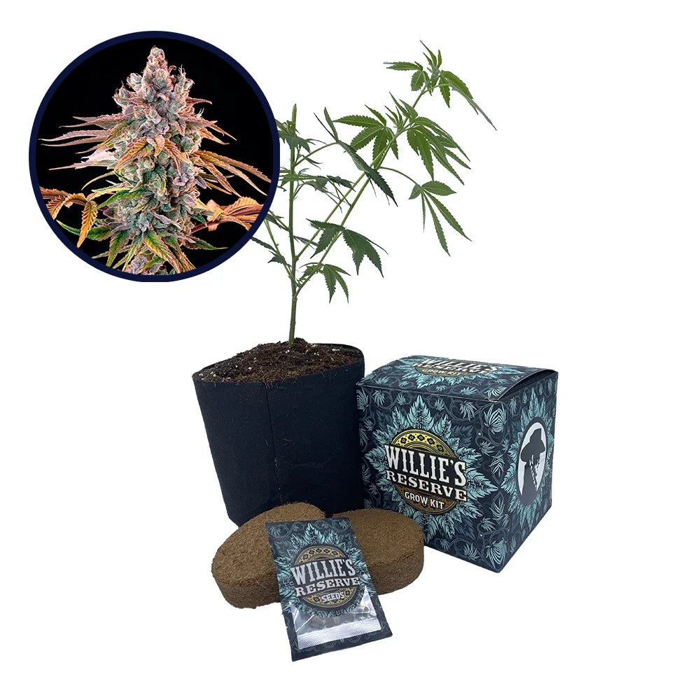 Royal with Cheese Strain High Yield Grow Kit