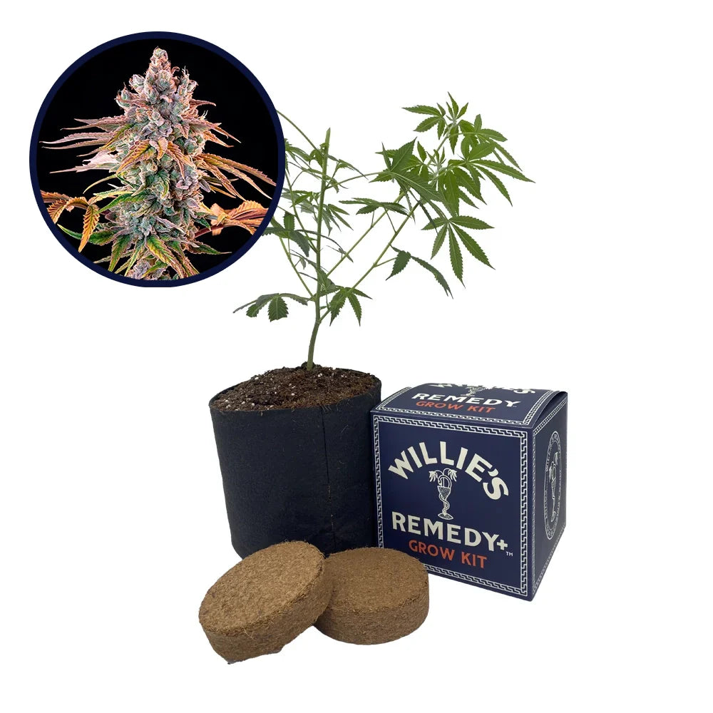 Royal with Cheese Strain Grow Kit