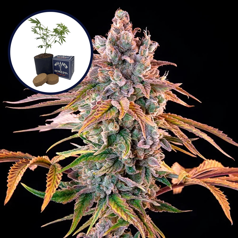 Royal with Cheese Grow Kit
