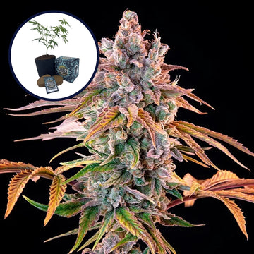 Royal with Cheese High Yield Grow Kit