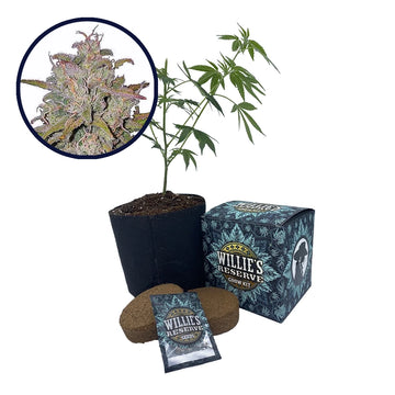 Runtz Strain High Yield Grow Kit