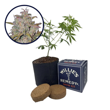 Runtz Strain Grow Kit