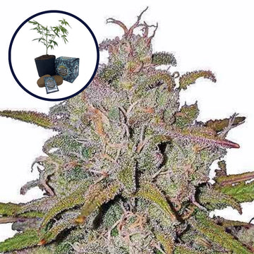 Runtz High Yield Grow Kit