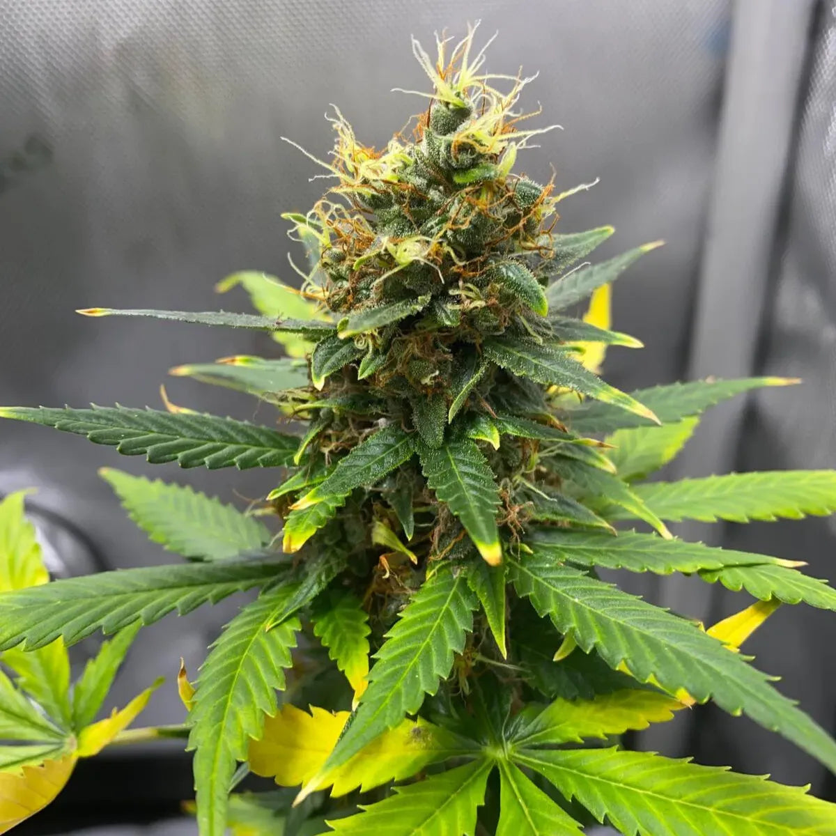 SFV OG Auto