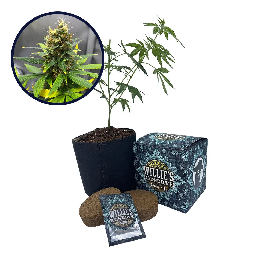 SFV OG Strain High Yield Grow Kit