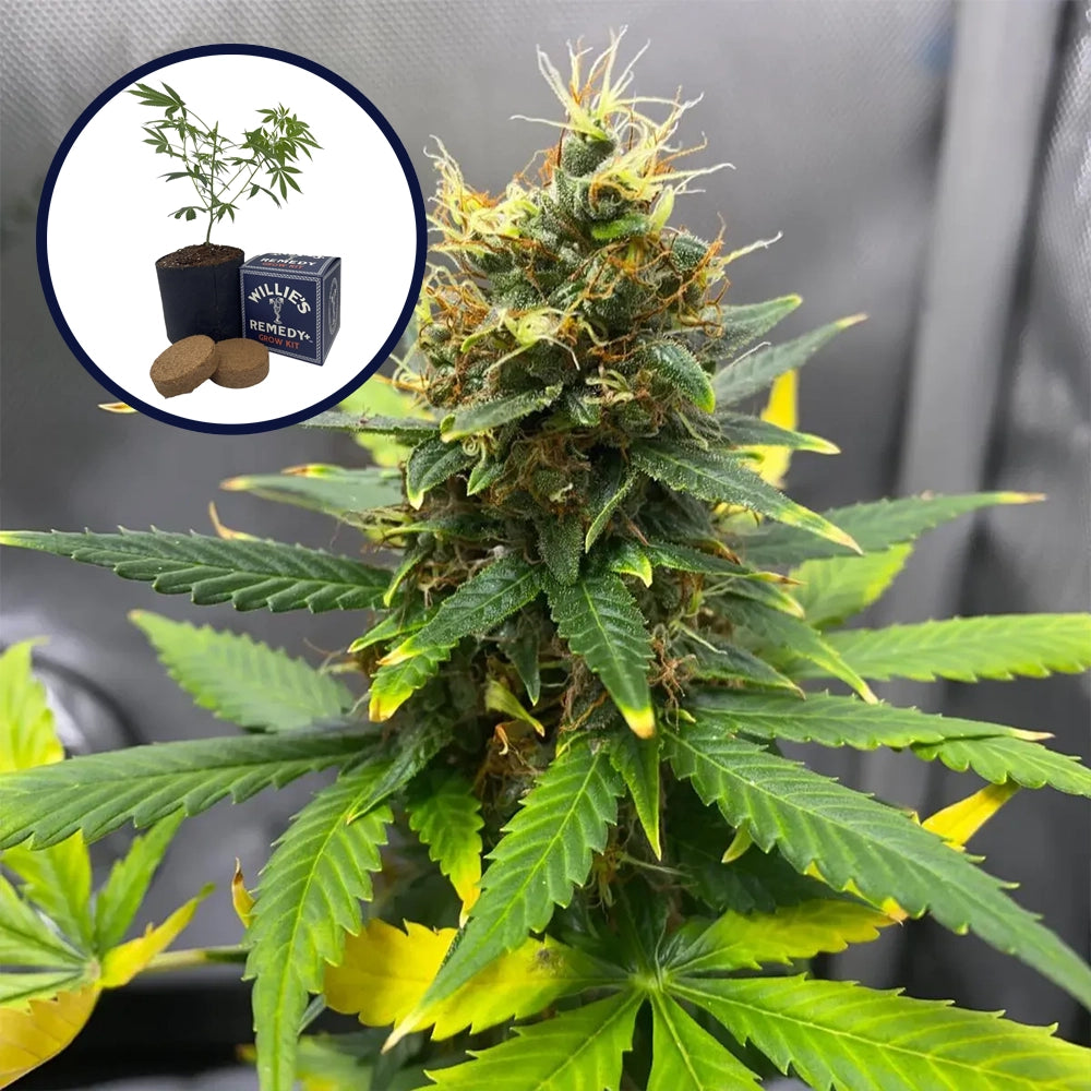 SFV OG Grow Kit