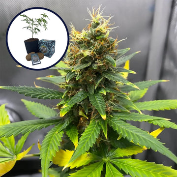 SFV OG High Yield Grow Kit