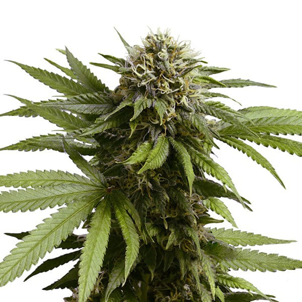 Apple Fritter