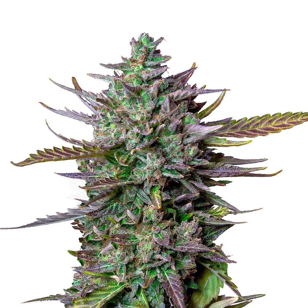 Blue Cheese Auto