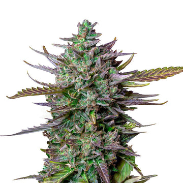 Blue Cheese Auto
