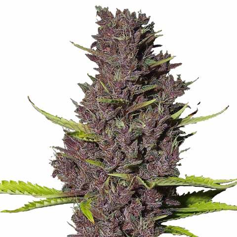 Blue Dream Auto