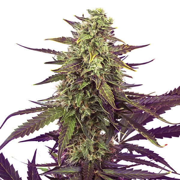 Cereal Milk Auto