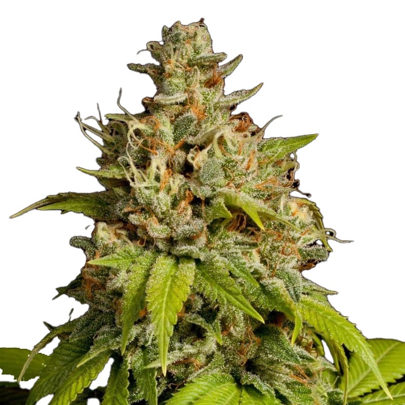 Durban Poison Auto (THCA)