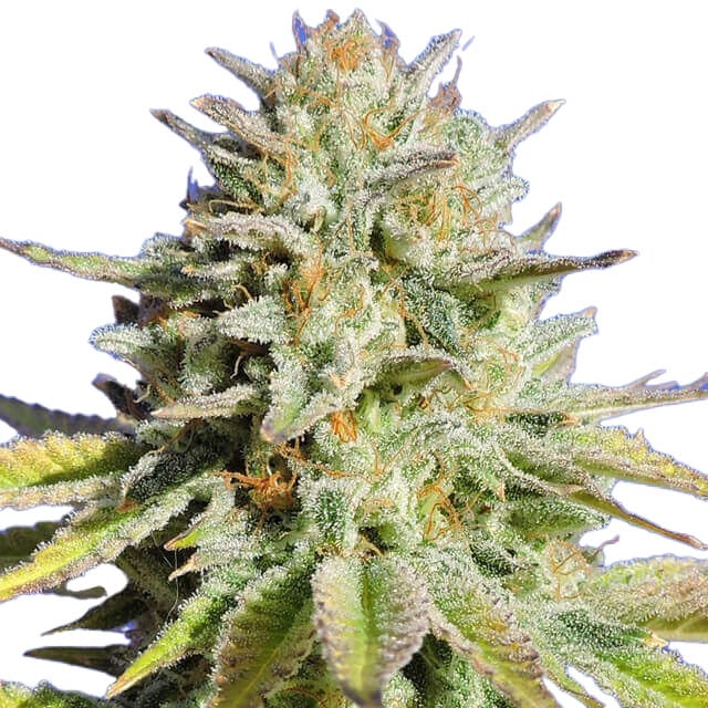 Gorilla Glue