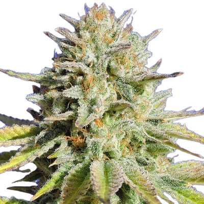 Gorilla Glue Auto