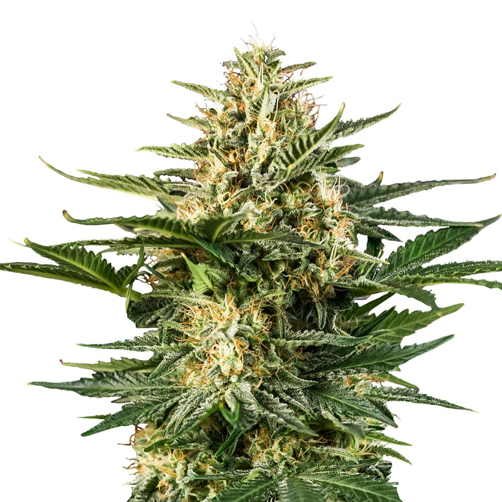 Green Gelato Auto